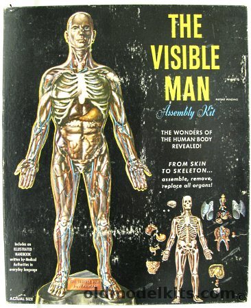 Renwal 1/5 The Visible Man, 800-498 plastic model kit